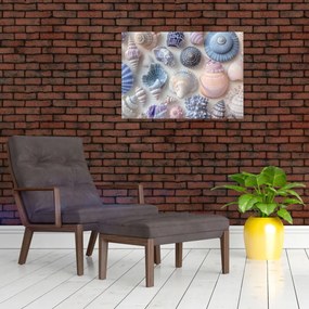 Kép - Kagylógyűjtemény (70x50 cm)