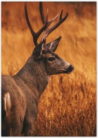 Poszterek A4 Pion Szarvas a természetben Vadászat