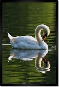 Poszterek keretben 40x60 Hattyú