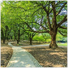 Poszterek 100x100 Zöld park úttal