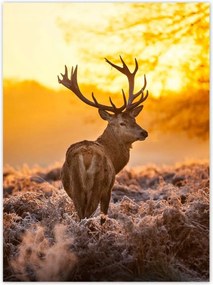 Poszterek 100x135 Szarvas napfelkeltekor