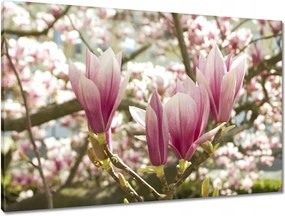 Vászonkép 90x60 Magnólia