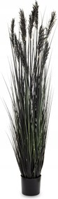 Magas Fekete Nagy Fű Pampas Dekorációs Növény XXL Dekoráció 185 cm.