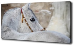 Vászonkép Fehér arab ló oc-143185113