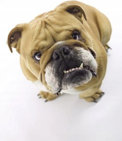 Poszter 30x45cm Brit bulldog fehér alapon 2, Assaf Frank