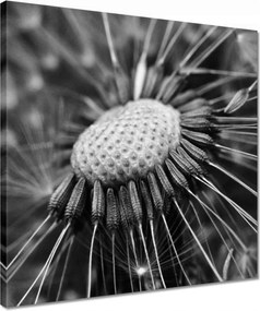 Vászonkép 40x40 Pitypang Virág Virágok