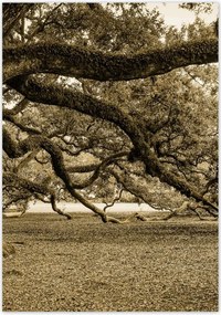 Poszterek 70x100 Erőteljes tölgy