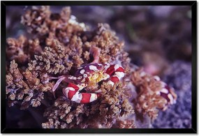 Bekeretezett poszterek 60x40 Blue sea world