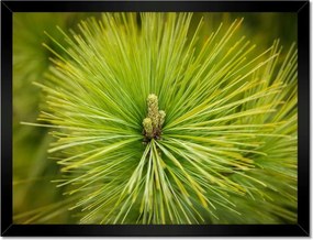 Poszterek keretben 40x30 Ág