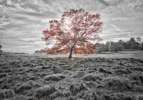Poszter 29,7x21cm Egy fa az őszben, Assaf Frank