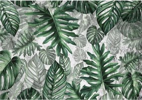 Fotótapéta levelek monster pálma levelek 416 x 254