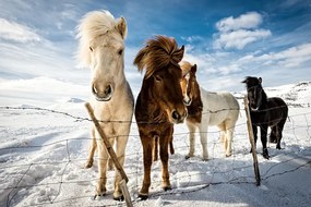 Fotográfia Icelandic Hair Style, Mike Leske