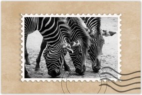 Poszterek 120x80 Három zebra