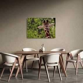 A zsiráf képe hátulról (üvegen) (70x50 cm)