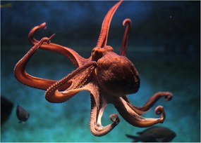 Kép - Octopus (70x50 cm)