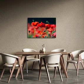 Kép - pipacsok (70x50 cm)