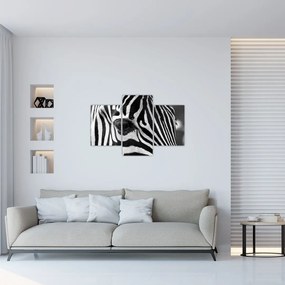 Zebra képe (90x60 cm)