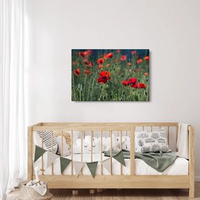 Kép - Rét mák virággal (90x60 cm)