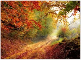Poszterek 135x100 Út az erdőben ősz