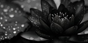 Poszter 91,3x44,5cm Lótusz fekete