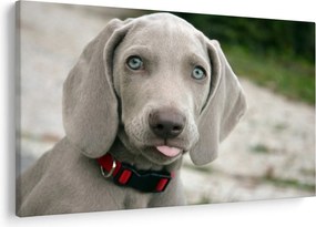 Kép - weimaraner kölyökkutya (90x60 cm)