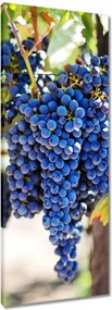 Vászonkép 40x100 Bor Szőlő Szőlőbirtok