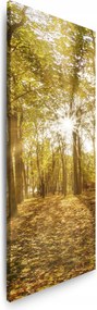 Vászonkép Nap a fák között az erdőben 40x120 cm