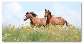 Akrilkép Két ló vágtában oah-71484450