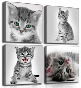 Vászonkép 4 darabos, Macskák 50x50 cm méretben