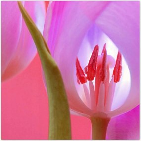 Poszterek 30x30 Rózsaszín tulipán