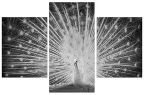 Kép - Fehér páva (90x60 cm)