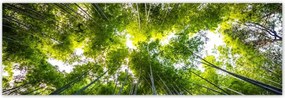 Poszterek 200x66 Bambusz trĂłpusi erdĆ