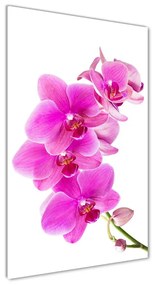 Egyedi üvegkép Rózsaszín orchidea osv-67673367