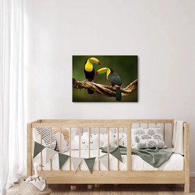 Ülő tukánok képe, Costa Rica (70x50 cm)
