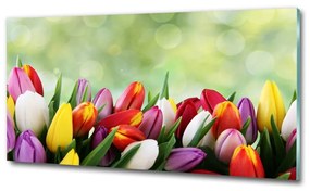 Egyedi üvegkép Színes tulipán osh-69344290