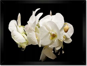 Poszter keretben 40x30 Fehér orchidea virágok