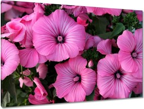 Vászonkép 120x80 Lila virágok