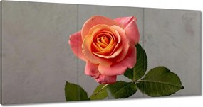 Vászonkép 180x90 Rózsa Virág Virágok Rózsa