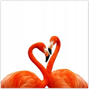 Vlies tapéták 312x312 Egy pár flamingó