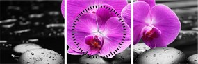 Kép - Lila orchideák (órával) (90x30 cm)