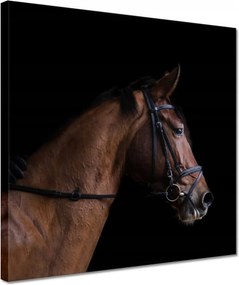 Vászonkép 30x30 Lófej Ló Lovak