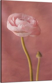 Våszonkép Botanika Bazsarózsa 50x80 cm