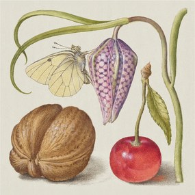 Dekoratív Fotótapéta Hálószoba Pillangó növények 250x250 Ragasztó