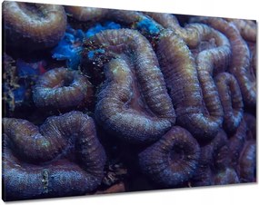 Vászonkép 100x70 Vad természet az óceánban