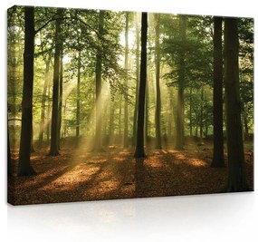 Erdő, vászonkép, 70x50 cm méretben