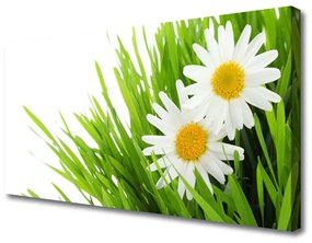 Vászonkép nyomtatás Daisy Flower Természet 100x50 cm