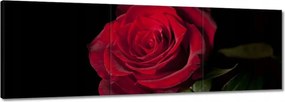 Vászonkép 60x20 Gyönyörű rózsa