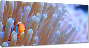 Vászonképek 115x55 Csodálatos tengeri világ