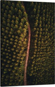 Vászonkép Természet Erdei ösvény felülről 50x80