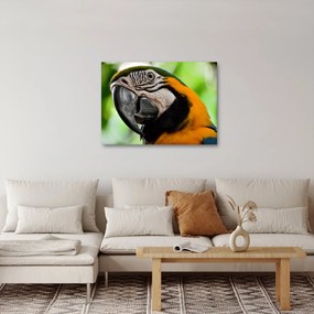 Papagáj képe (70x50 cm)